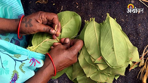 Forest Fires Rise During Tendu Leaf Season, Farmers Affected