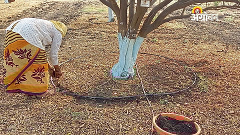 Trichoderma: A Beneficial Fungus for Crop Protection