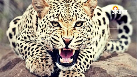 Amendment Aims to Tackle Leopard-Human Conflict in Maharashtra