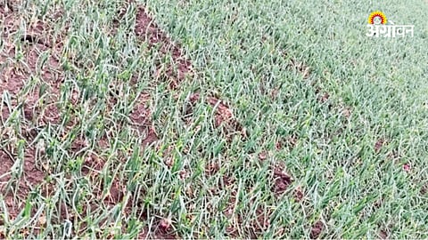 Unseasonal Rain Damages Crops Across Pune District