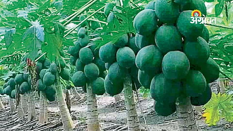 Papaya Prices Stable in Khandesh Amid Low Arrivals