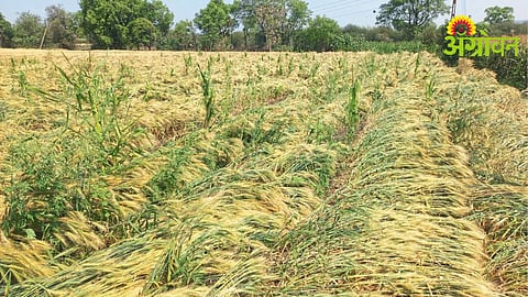 Unseasonal Rain Impact