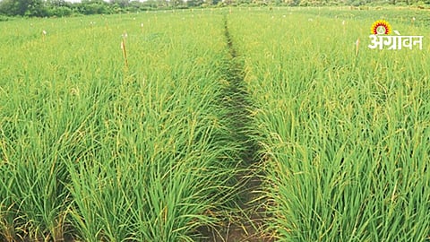 Paddy Disease