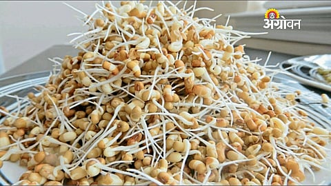 Sprouted Grains: A Powerful and Affordable Superfood