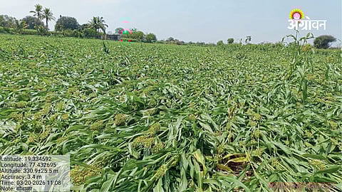 Unseasonal Rain Damages Over 51,000 Hectares in Maharashtra sai29