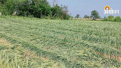 Unseasonal Rain Damage