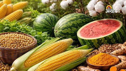 Daily Commodity Rates