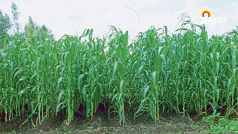 Cloudy Weather with Rain Likely Across Maharashtra