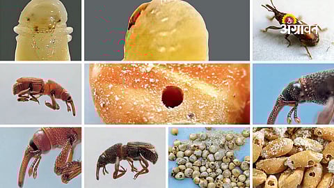 Rice Weevil: A Major Threat to Stored Grains Explained