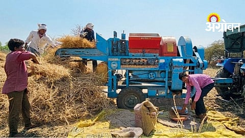 Chana Threshing