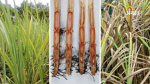 Sugarcane Diseases Impact Yield and Sugar Production