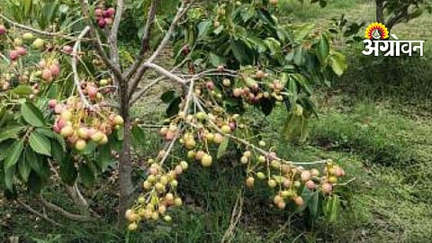 Thailand White Jamun