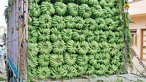 Banana Prices Under Pressure in Khandesh
