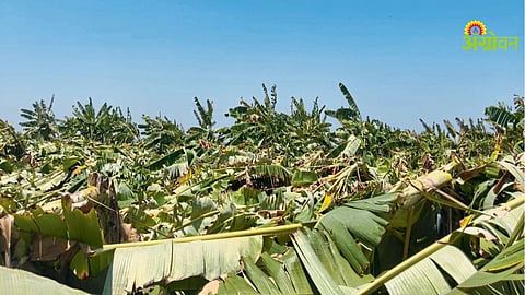 Ujani catchment crop damage Maharashtra
