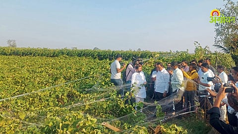 Ashish Shelar visit to affected farmers Solapur