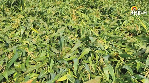 Impact of unseasonal rain on farmers India