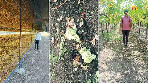 Hailstorm damage to orchards in Madha Maharashtra