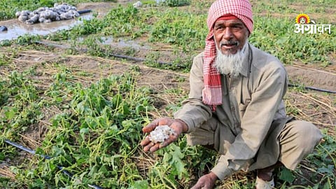 Hailstorm crop damage in Sangli district Maharashtra