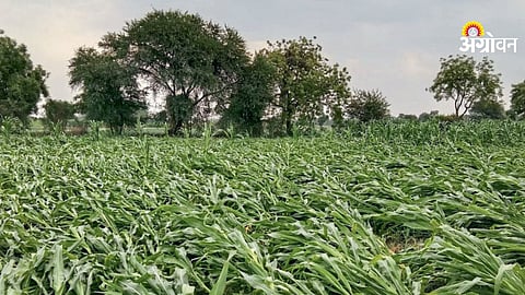 Unseasonal rain crop damage 7000 hectares India
