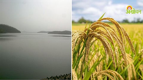 Paddy transplanting Maharashtra Lakhandur