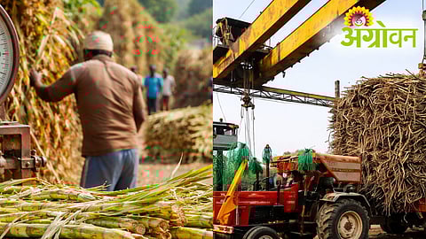 Sugarcane Weighing