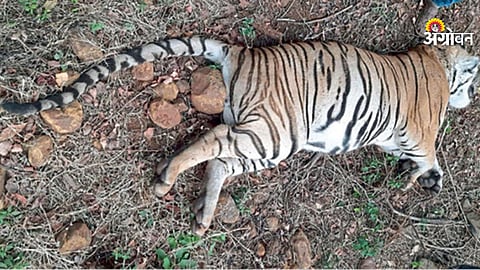 Tiger deaths in Maharashtra last 12 years report