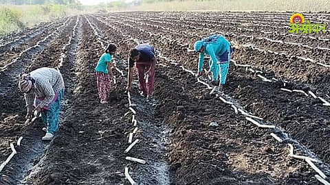 Sugarcane Cultivation