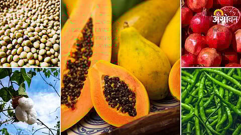 Agriculture commodity price analysis India