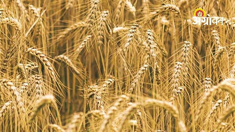 New Wheat Variety ‘Pusa 3385’ Shows Promise in Hot Conditions