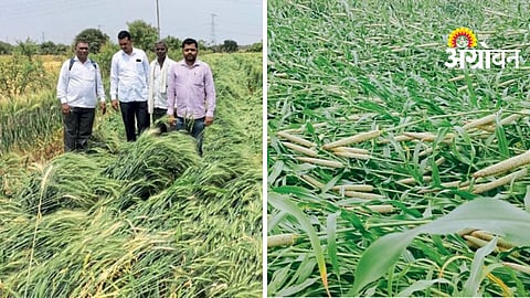 Hailstorm Crop Damage