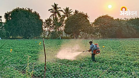Impact of low quality pesticides on farmers