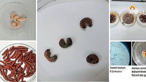 Biological Pest Control Gains Importance Over Chemicals