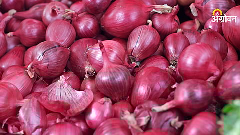 Onion production decline in India 2026 reasons