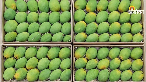 Hapus mango rates in konkan market