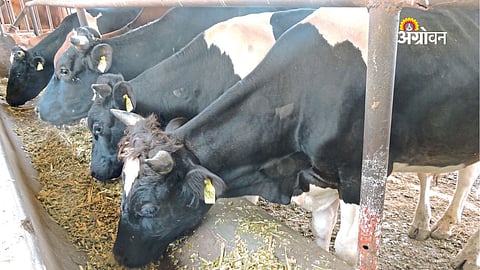 Heat Stress in Dairy Animals Reduces Feed Intake