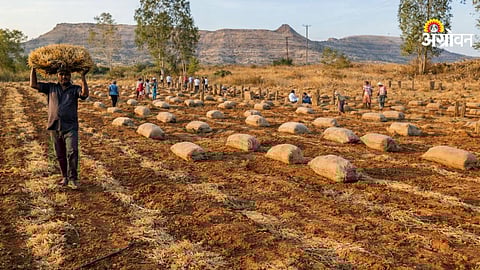 Latest ginger market rates and demand analysis