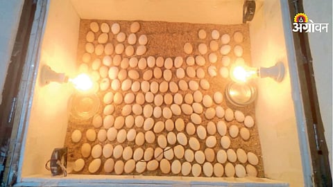 How to make egg incubator from waste materials