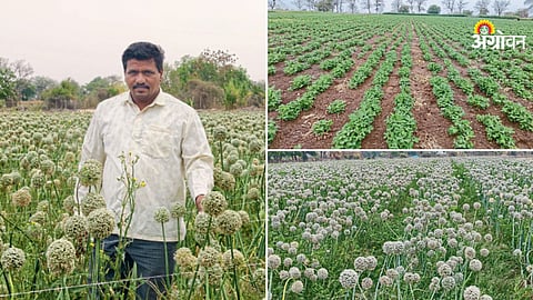 Onion seed production with summer groundnut intercropping