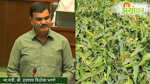 Unseasonal Rain Crop Damage