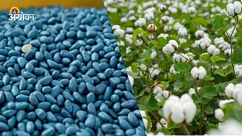 Bt Cotton Seed Price