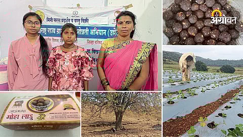 Honey production and strawberry farming income India