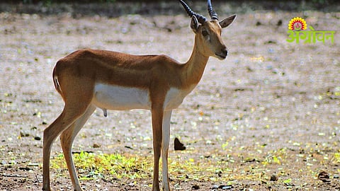 Wildlife Care Issues