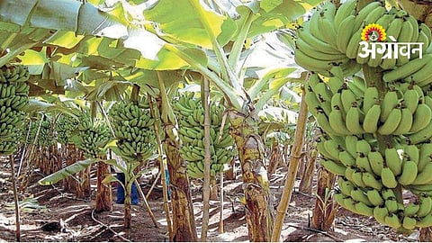 School Nutrition Banana Supply