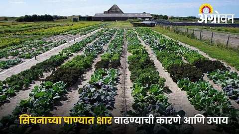 Tips to improve soil health in saline conditions