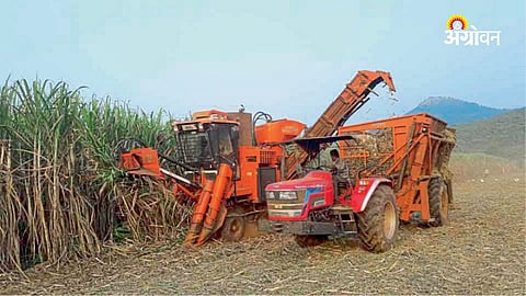 Mechanized Sugarcane Harvesting Becomes Essential Amid Labor Shortage