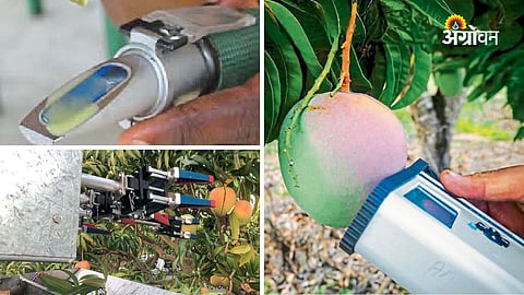 Modern Tools Help Determine Fruit Maturity Before Harvest