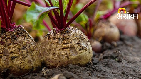 Beetroot Farming