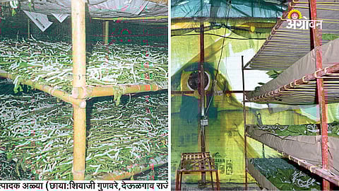 Sericulture: A Profitable Farming Business with Low Investment