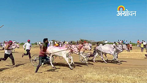 Bullock Cart Races Draw Huge Crowd at Haralwadi Fair