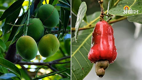 Mango cashew farmers waiting for government decision Maharashtra